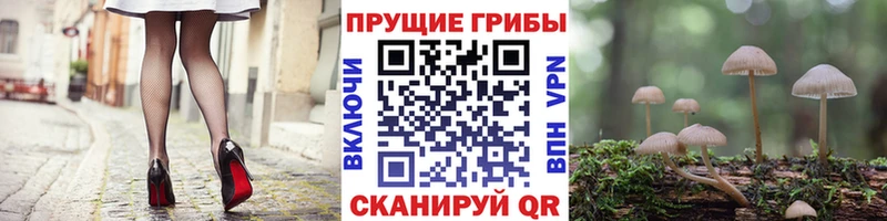 Псилоцибиновые грибы Psilocybine cubensis  Видное 