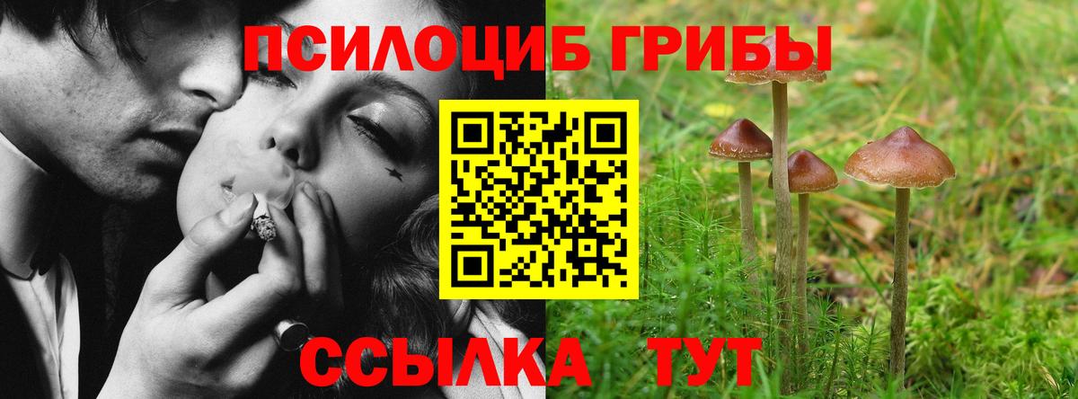 Псилоцибиновые грибы Psilocybe Видное
